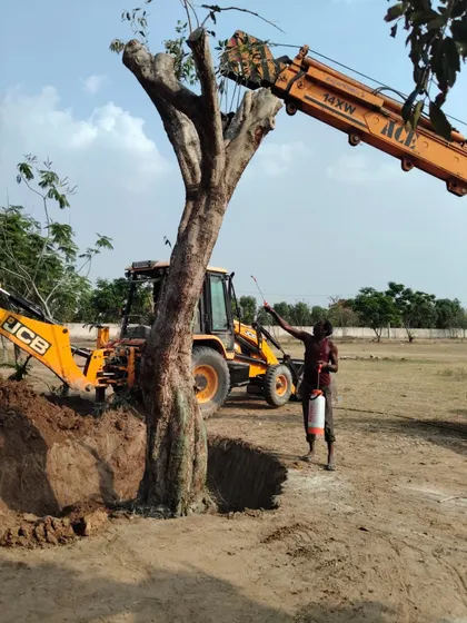The process begins with careful excavation to preserve a large root ball. Here, a team member applies root hormones and pest control treatments to the exposed roots, a critical step to minimize transplant shock and promote healthy re-establishment.