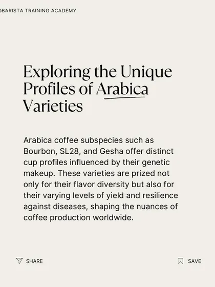 An infographic on exploring the unique profiles of Arabica varieties. We discuss how genetics influence flavor, yield, and resilience.