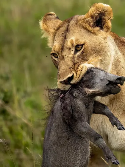 The circle of life in action. This lioness, a powerful provider, is bringing home a meal. It's a fundamental story of survival that plays out every day on the savanna.