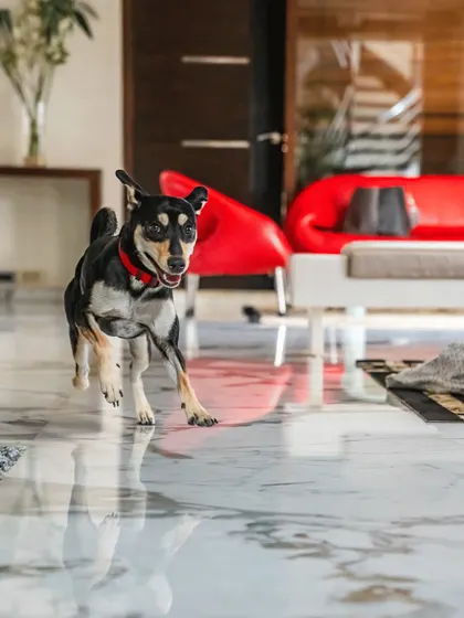 A pocket full of sunshine! Luna the Indie dog is all energy and playfulness, seen here mid-run in her beautiful home. Capturing pets in their own environment often leads to the most authentic action shots.
