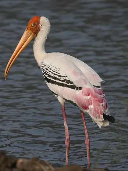 A Painted Stork in India, showing off its beautiful plumage. The pink tones on the wings are particularly striking. In Singapore, we sometimes see hybrids of this species crossed with Milky Storks.
