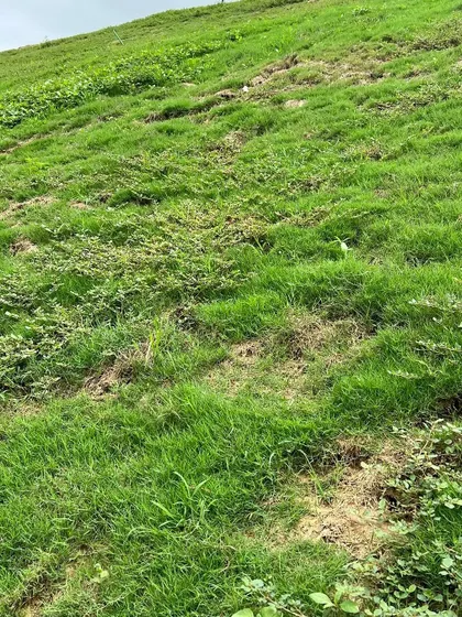 A before-and-after comparison of a sloped lawn area. The 'before' shot shows a patchy, weedy slope, which we can transform into a lush, healthy green turf.