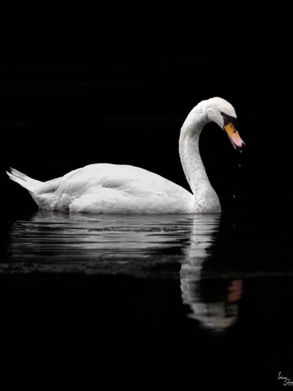 The color version of my Mute Swan portrait. The low-key lighting isolates the swan from its surroundings, with the reflection adding perfect symmetry. The dark background makes the swan's white plumage and orange bill stand out dramatically.