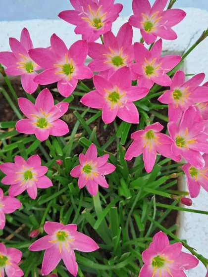 A close-up of the pink Rain Lily flowers.