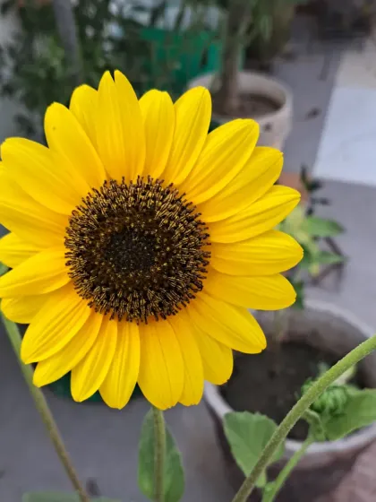 A sunflower in a pot, with other plants in the background.