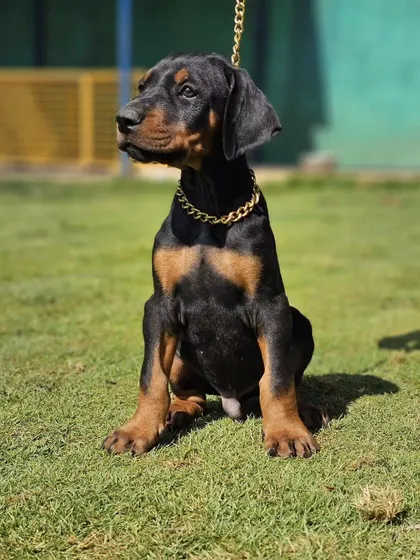 Tsar posing like a pro. Even at a young age, we can start building the foundation for a well-behaved and confident adult dog.