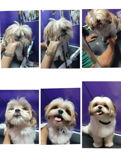 A full look at this Shih Tzu's grooming journey, from shaggy to perfectly styled.