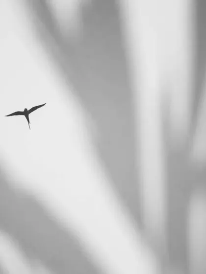 A minimalist version of my multiple exposure series with a Rose-ringed Parakeet. Here, the bird's silhouette is small and isolated against the ghostly outlines of leaves, creating a feeling of space and solitude.