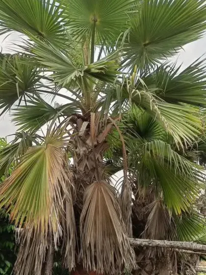 A mature Fan Palm, showing its full form with a thick trunk and large canopy.