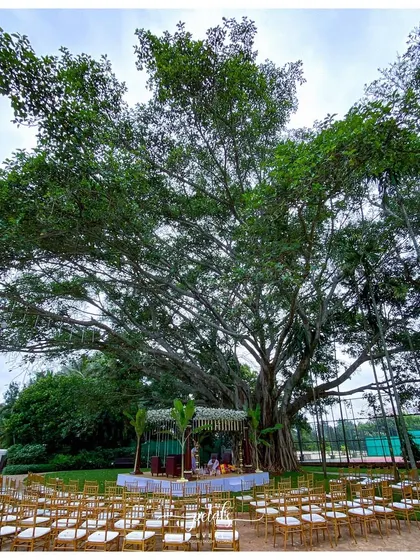 A wide shot showing the mandap set under a magnificent banyan tree. I always strive to design in harmony with the venue, and this setup shows how nature itself can be the most stunning backdrop.