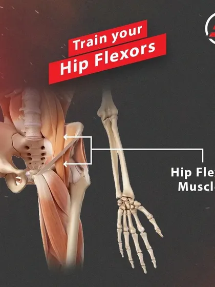 An anatomical look at the hip flexor muscles. Understanding the 'why' behind the exercises is a key part of our educational approach.