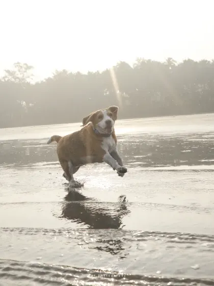 Let them run! There is nothing more joyful than seeing a dog's pure, uninhibited happiness. My outdoor sessions, like this beach run with Rio the Beagle, are all about capturing that wild, free-spirited energy in beautiful, natural light.