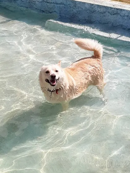 Max is beating the heat with a dip in our dog-friendly pool. It has a sloping base so dogs can enter at their own pace, making it a safe and fun way to cool off.