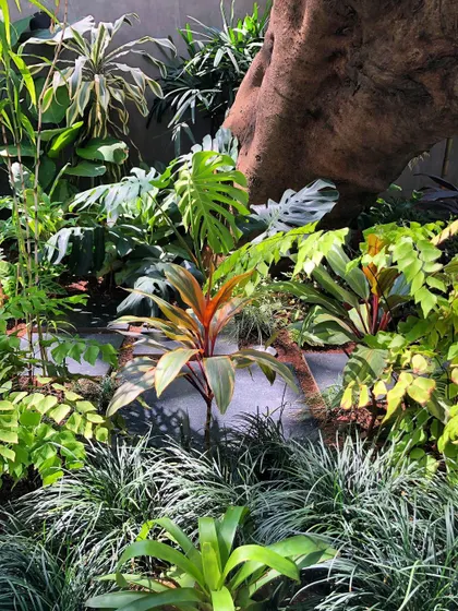 A close-up of a shady corner, where we layered different types of foliage like Monstera, Cordyline, and ferns to create a rich, green tapestry.
