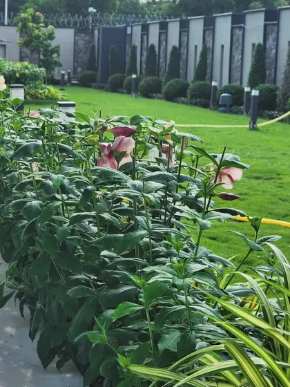 A healthy hibiscus hedge provides a line of soft color against the expansive lawn. We select hardy, flowering plants that thrive in the local climate and provide year-round beauty.