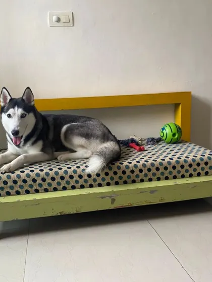 Meet Lucy, a beautiful Husky who came to us needing a second chance. We also help rehome special breeds, ensuring they find families who understand their unique needs. She is now waiting for a loving home in the Gurgaon area.