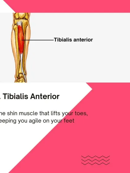Learn about the Tibialis Anterior, the shin muscle that's crucial for agility. Our anatomy lessons break down the function of key muscles.