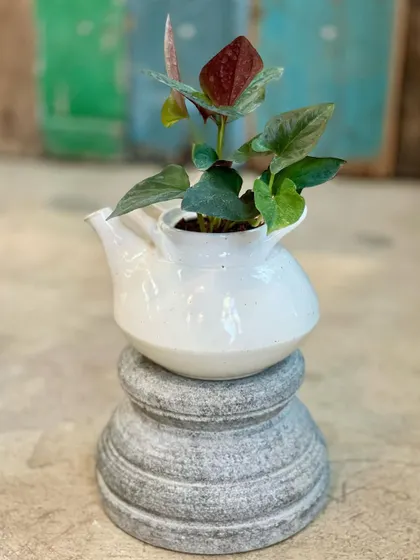 A small anthurium plant is potted in a white ceramic teapot and placed on one of our carved stone plinths. This shows how you can mix and match our decor items to create a unique look.