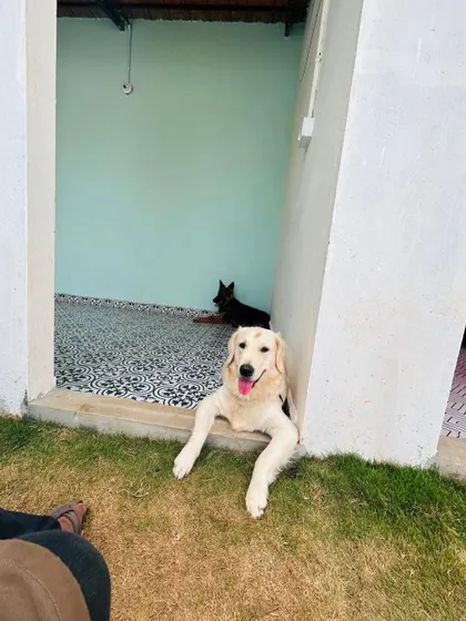 June takes a break from playtime to relax in the shade. Our Furcastles are designed with both indoor and outdoor access, so pets can choose where they want to be.