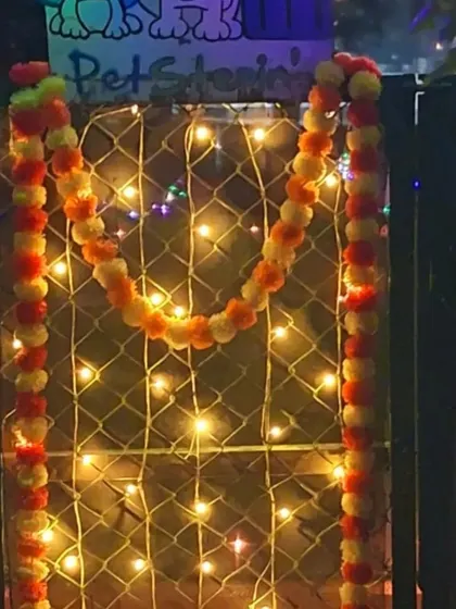 The entrance gate decorated with marigolds and lights to welcome our guests and celebrate Diwali.