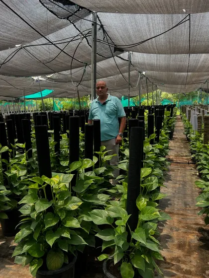 Standing amidst my own production of money plants. We have a huge stock of these beautiful, high-quality plants ready for your homes and offices.