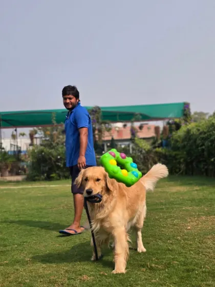 A proud Golden Retriever after a game of fetch, carrying his toy. The green background highlights our beautiful, natural setting.