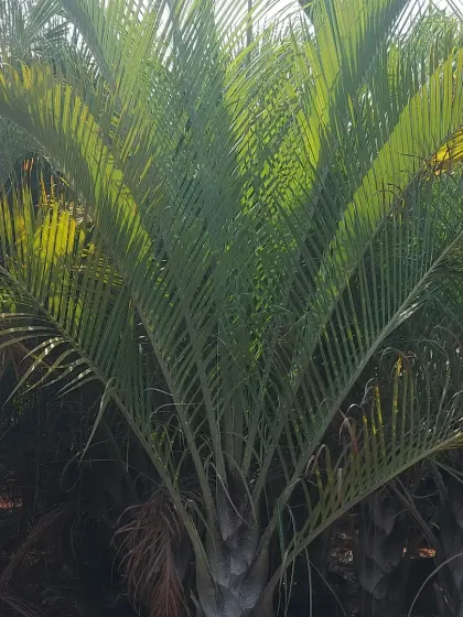 A close-up of a Bismarkia Nobilis palm, known for its stunning, large, silver-blue fan-shaped fronds. A true centerpiece for any garden.