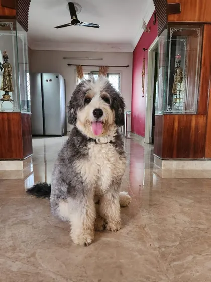 This fluffy boy is looking picture-perfect after his grooming session. I specialize in styling for breeds with curly and wavy coats to keep them looking their best.
