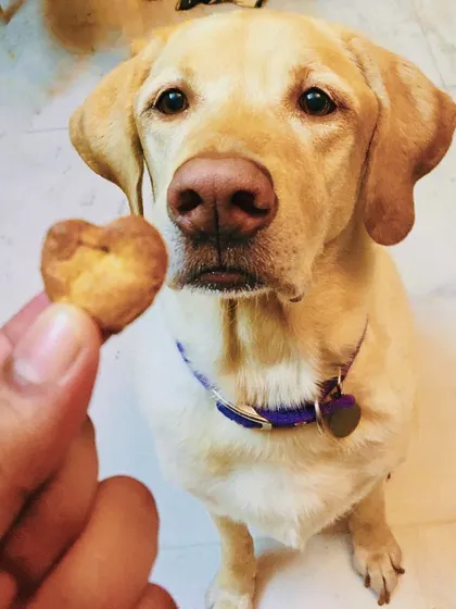 Chef Junior knows a good cookie when he sees one. He has a piece of my heart, and he makes sure every heart-shaped cookie is perfect for your pup.