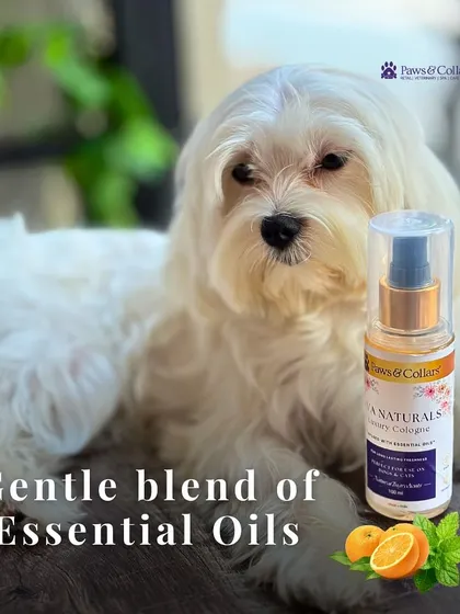 A repeat of image 48, this shot emphasizes the natural, gentle blend of essential oils that makes our cologne a premium choice for pet parents.
