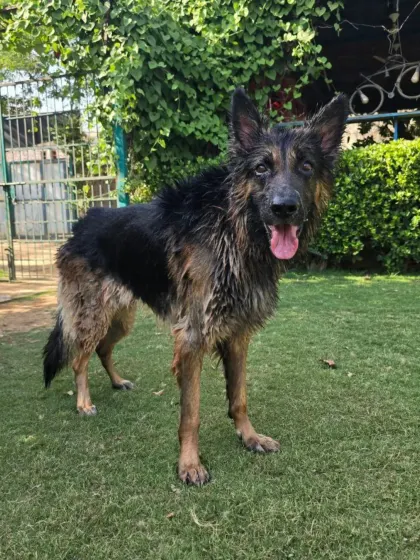 A happy, wet German Shepherd after his swim. That smile is a sign of a great time.