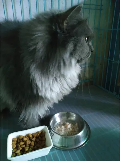 Dinnertime for the queen. We provide our cats with a balanced diet of high-quality dry kibble and wet food to keep them healthy from the inside out.