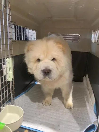 Safe and sound in her travel crate. This is Eva, a beautiful Chow Chow, looking calm and comfortable during a layover on her trip from Ahmedabad to Russia. We ensure all pets have a clean, safe, and stress-free space during transit.
