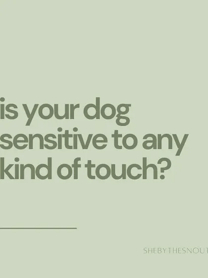 Some dogs have sensitivities to touch in certain areas. Knowing this helps me respect their boundaries and make our interactions positive.
