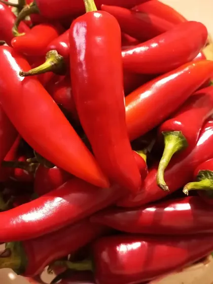 I only use fresh, high-quality ingredients. These are the vibrant, farm-fresh red chillies that go into my spicy Red Chilli Pickle, chosen for their color and heat.