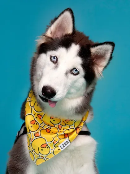 That classic husky head tilt gets me every time. This happy pup is rocking a bright yellow ducky bandana against a vibrant blue backdrop, creating a portrait that's full of personality.