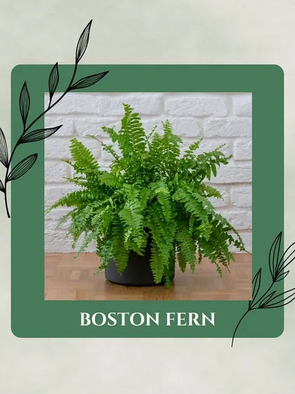 Boston Ferns act as natural humidifiers while also removing pollutants like formaldehyde from the air. They bring a soft, feathery texture to any room.