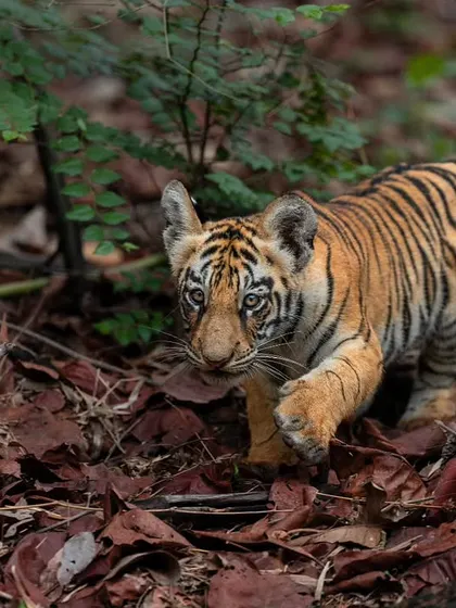 Another shot of the Choti Tara cub, its timid yet curious nature evident in its expression.