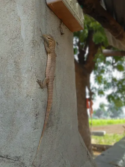 Coexistence in action. A juvenile Monitor Lizard scales a wall in a cattle shed, demonstrating how wildlife has adapted to living alongside us in urban and rural landscapes.