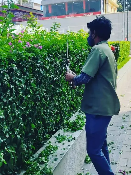Here we are trimming a flowering bougainvillea hedge on a paved walkway. We take care to shape the plant while encouraging blooms, and we always clean up all the cuttings afterward.