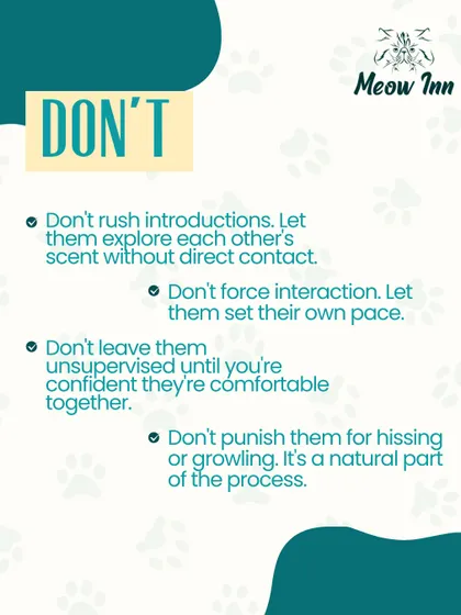 Just as important as the 'do's' are the 'don'ts'. Avoid forcing interactions and let your new cat set the pace. Patience is the most important tool for a successful introduction.