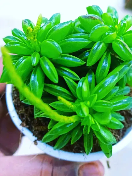 A Peperomia Nivalis succulent, a unique plant with fleshy, folded leaves. It's a great choice for succulent enthusiasts looking for something different.