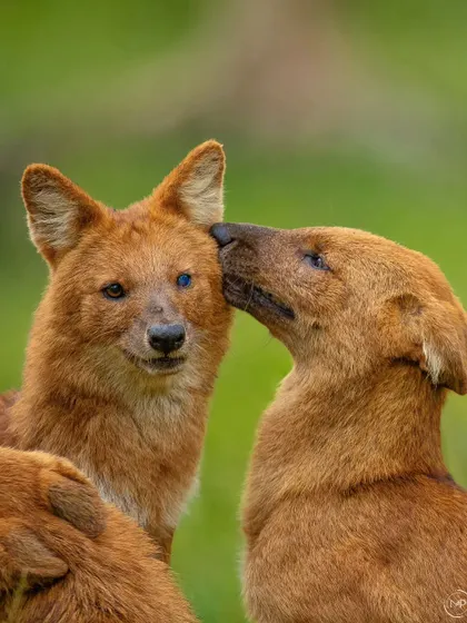A tender moment of affection within the dhole pack. One wild dog gently grooms the alpha male, who is recognizable by the cataract in his eye.