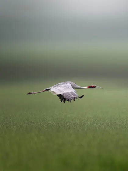 A Sarus Crane in flight over the green fields. Capturing its full wingspan and streamlined body against the landscape shows the bird's mastery of the air.