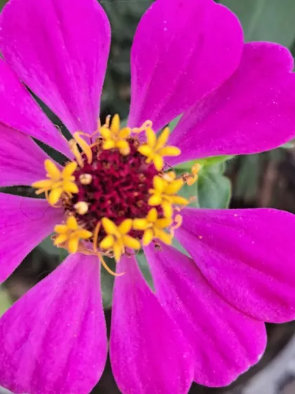 A close-up of the Zinnia's center.
