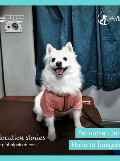 Jenny, a cheerful Indian Spitz, looking bright and happy in her train cabin. She traveled from Hatia to Bangalore with our complete end-to-end relocation service.