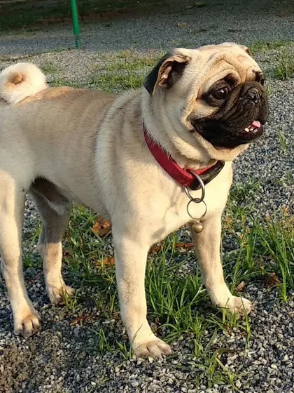 This proud Pug stands tall, enjoying the sights and sounds of the park. Every guest gets to experience the good life at Petboro.