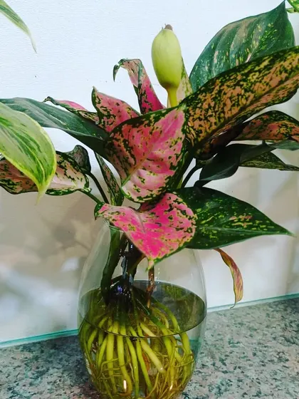This pink-spotted Aglaonema is even starting to flower in its hydroponic vase. It shows how well plants can thrive in just water with the right care.