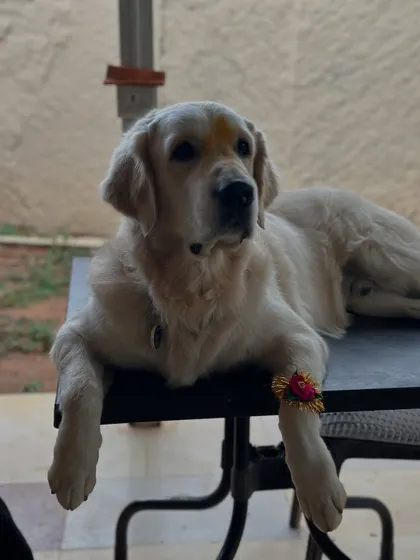 A majestic Golden Retriever looking regal with a rakhi tied to his paw and a tilak on his forehead.
