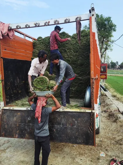 Our team works together to load a truck with Selection No.1 grass turf for a client in Udaipur. This image captures the teamwork and scale of our delivery operations.